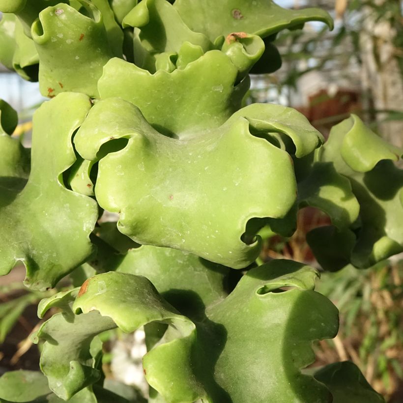 Kalanchoe beharensis subnuda (Follaje)