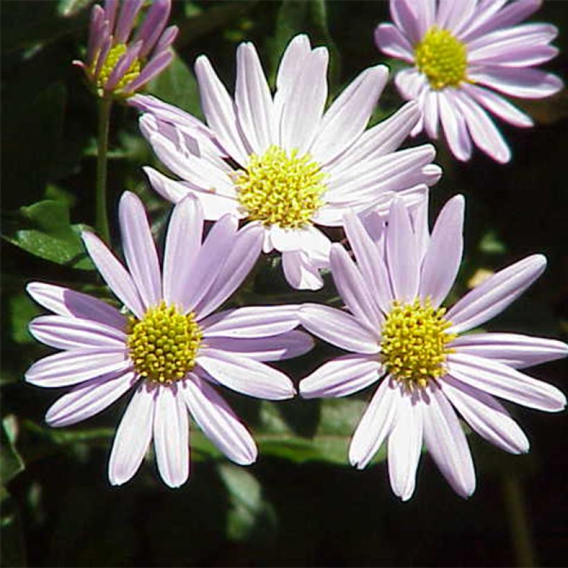 Kalimeris incisa - Aster japonés (Floración)