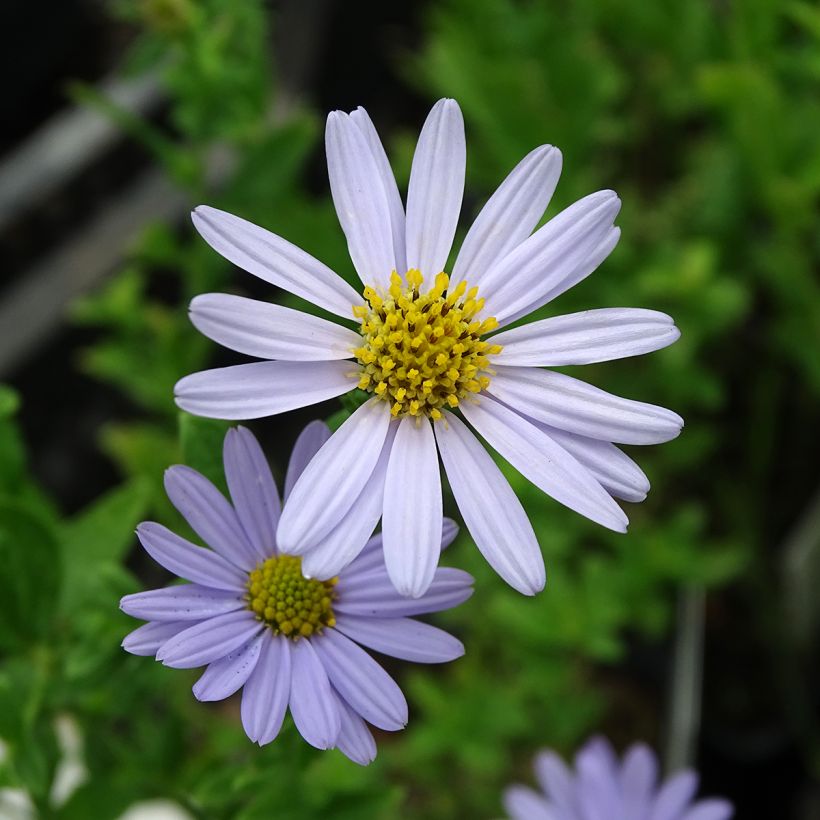 Kalimeris incisa Blue Star - Aster japonés (Floración)