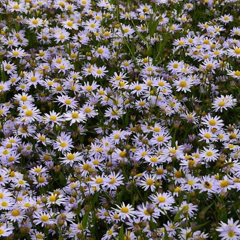 Kalimeris incisa Charlotte - Aster japonés (Floración)