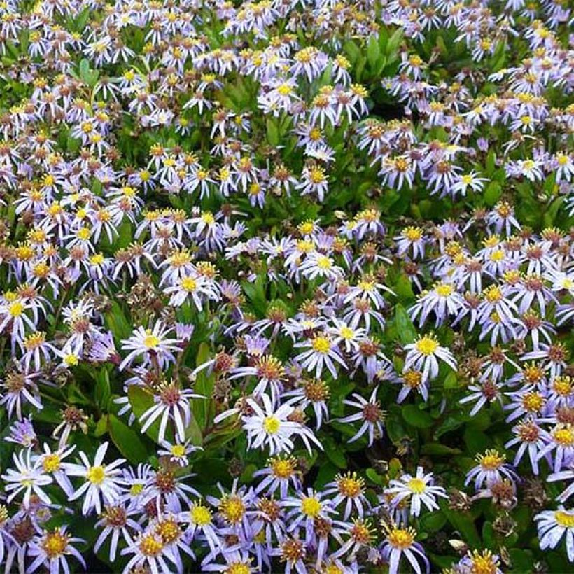 Kalimeris incisa Nana Blue - Aster japonés (Floración)