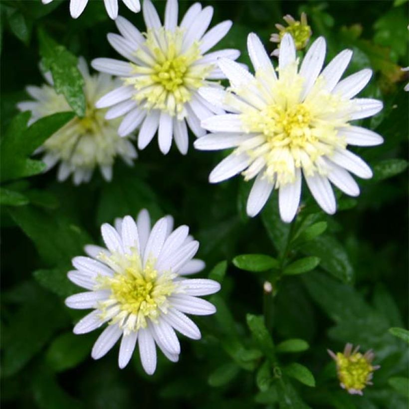 Kalimeris mongolica - Aster de Mongolia (Floración)