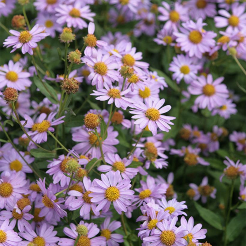 Kalimeris mongolica Antonia - Aster japonés (Floración)