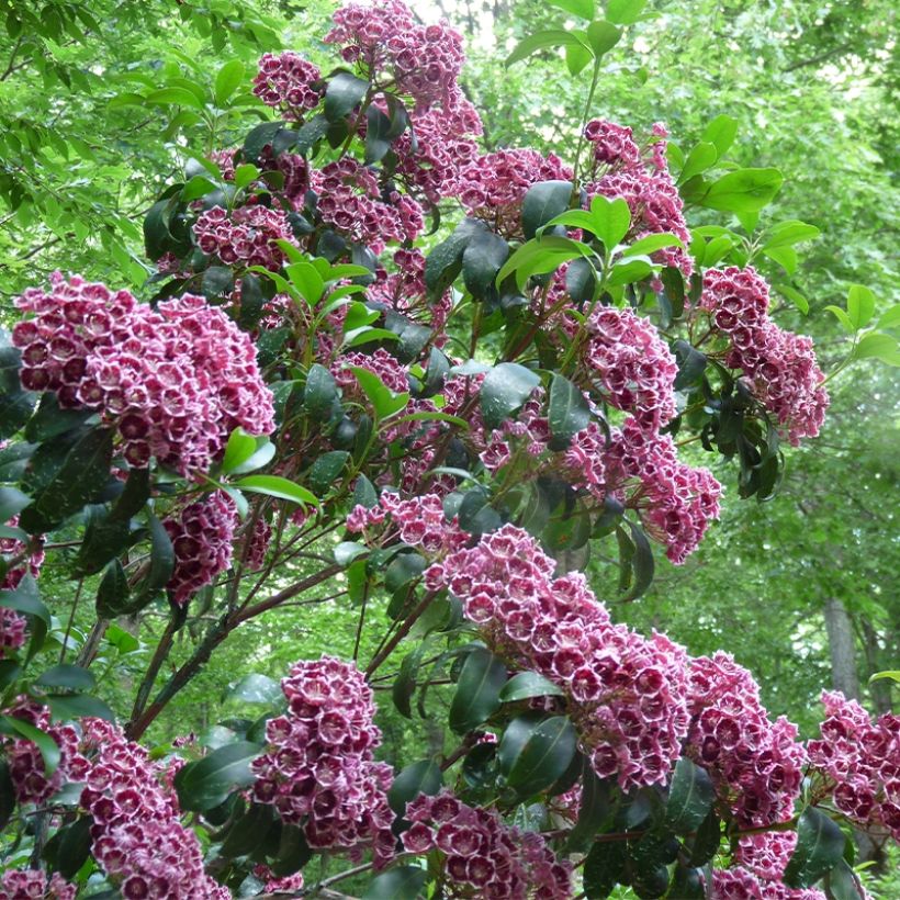 Kalmia latifolia Keepsake (Porte)