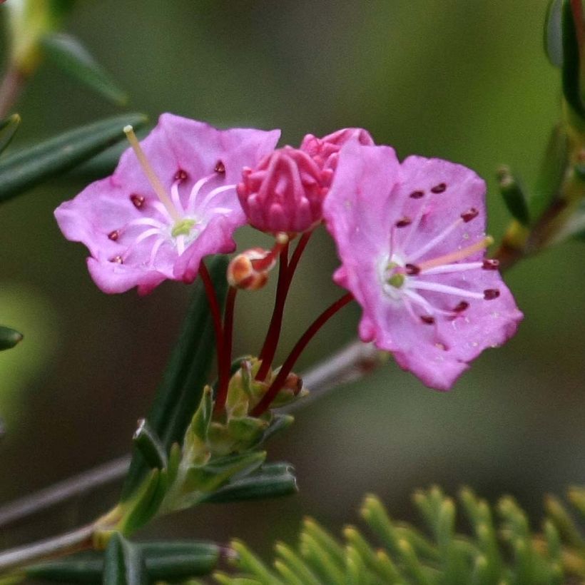 Kalmia polifolia - Laurel de pantano (Floración)