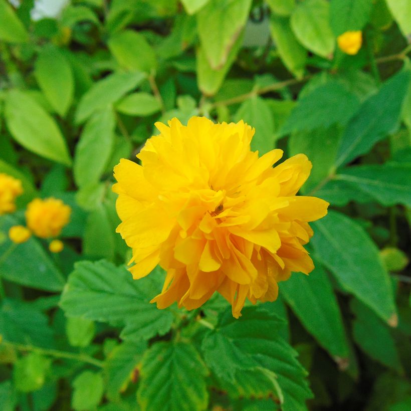 Kerria japonica Pleniflora (Floración)