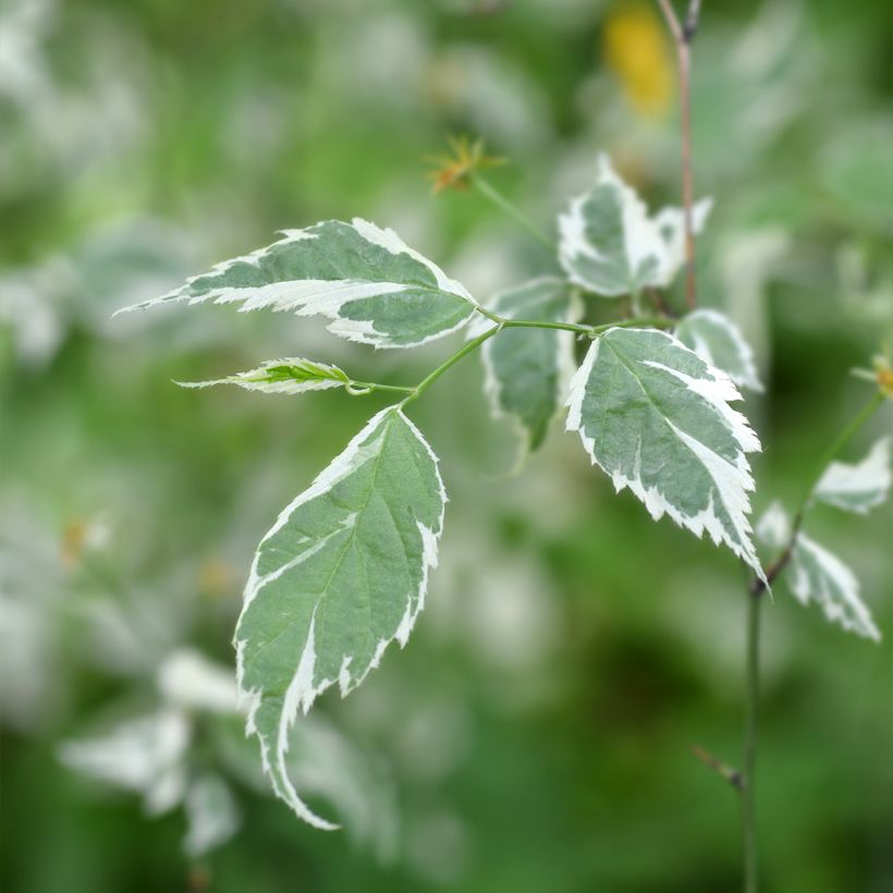 Kerria japonica Picta (Follaje)