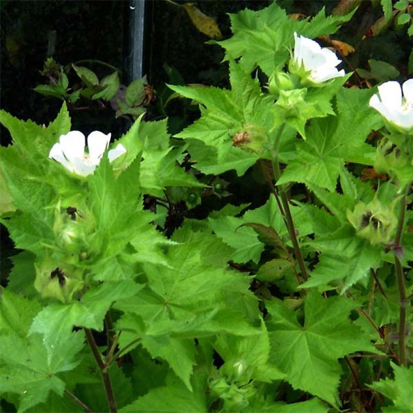 Kitaibelia vitifolia - Malva de los Balcanes (Follaje)