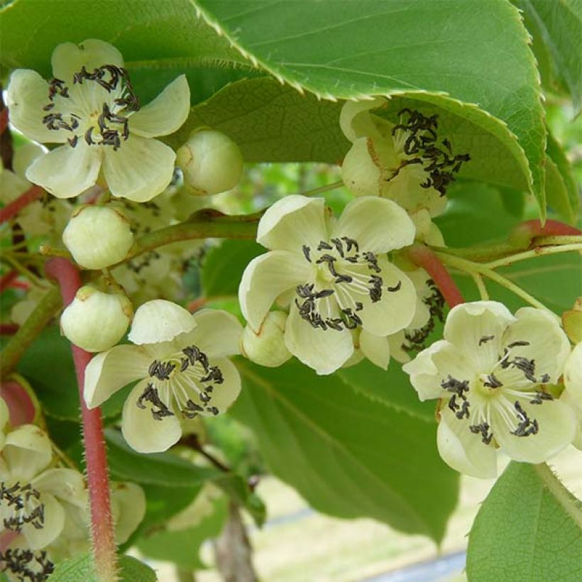 Mini kiwi Nostino - Actinidia arguta (Cosecha)