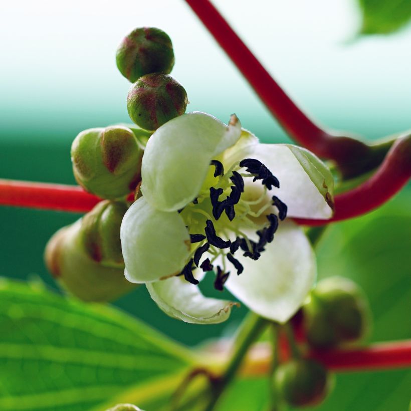 Mini kiwi Prince Jumbo - Actinidia arguta (Floración)