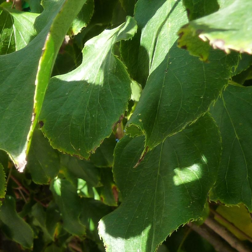 Mini kiwi Red Jumbo - Actinidia arguta (Follaje)