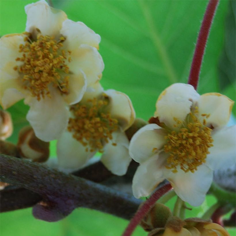 Kiwi Atlas - Actinidia deliciosa (Floración)