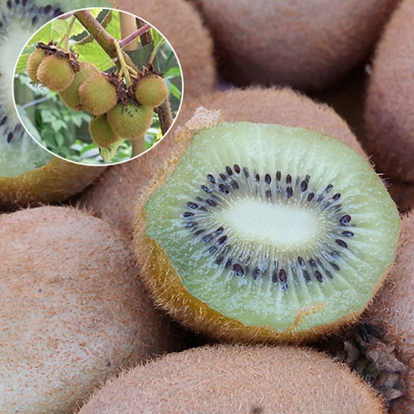 Kiwi Hayward - Actinidia deliciosa (Cosecha)