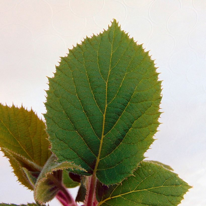 Kiwi Hayward - Actinidia deliciosa (Follaje)