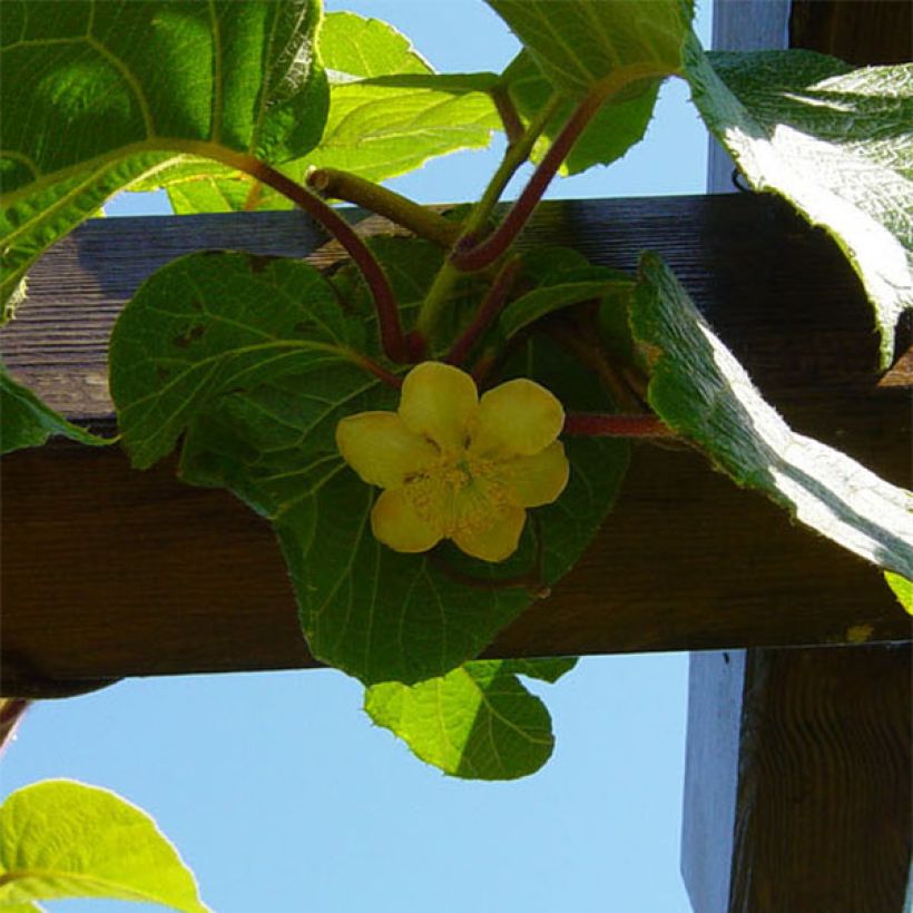 Kiwi Jenny - Actinidia deliciosa (Floración)