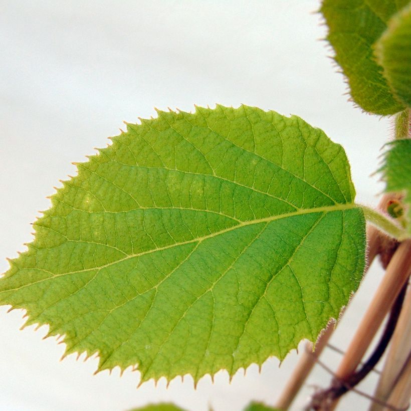 Kiwi Jenny - Actinidia deliciosa (Follaje)