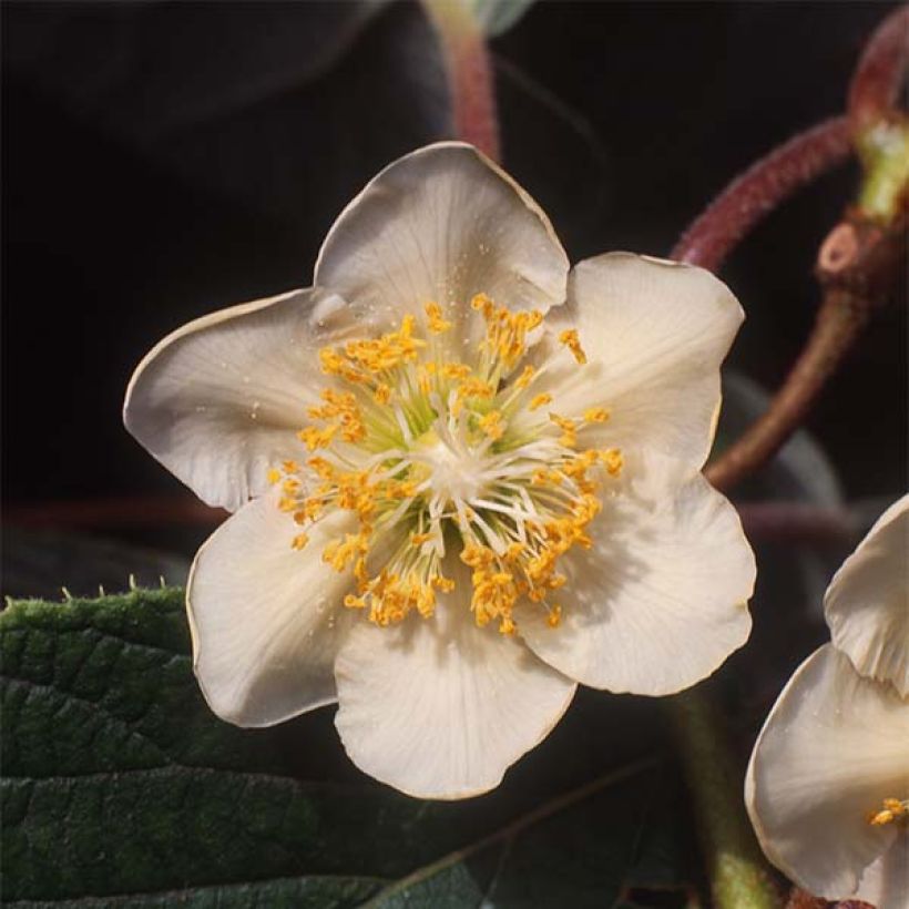 Kiwi Minkimale (Macho) - Actinidia chinensis (Floración)