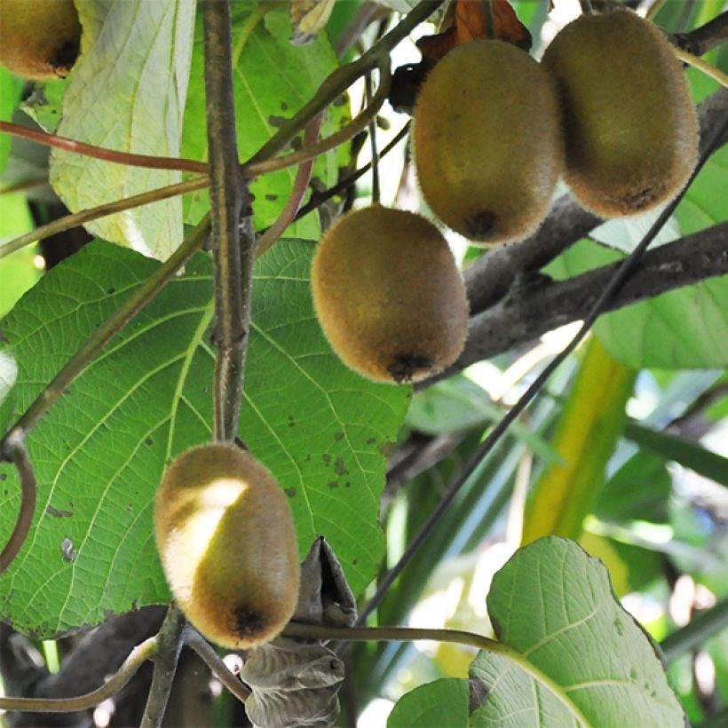 Kiwi Tomuri (Macho) Bio - Actinidia deliciosa (Cosecha)