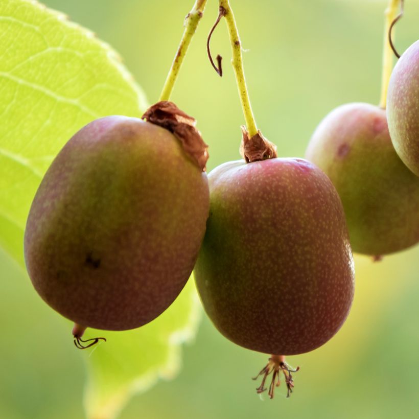 Mini kiwi Ananasnaya (Hembra) - Actinidia arguta (Cosecha)