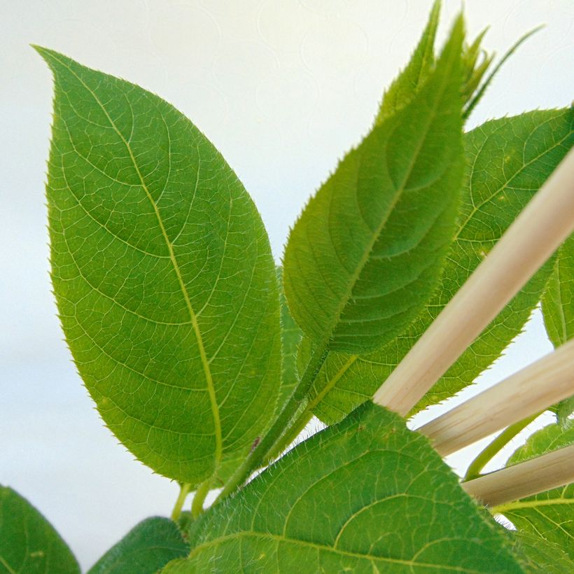 Mini kiwi Issai - Actinidia arguta (Follaje)