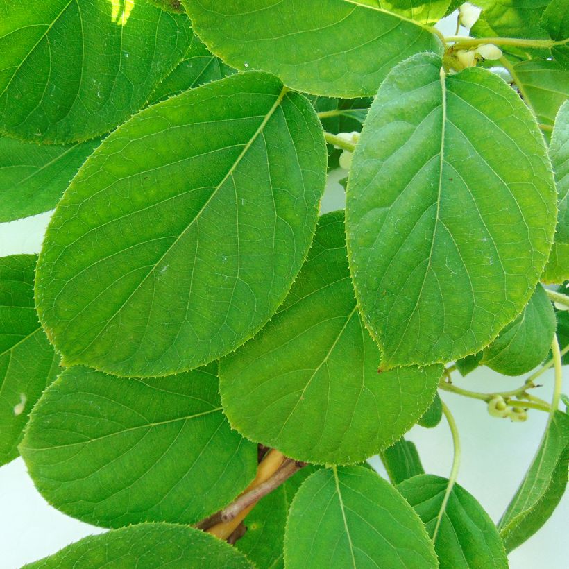 Mini kiwi Kokuwa - Actinidia arguta (Follaje)