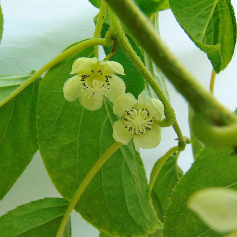 Mini kiwi Kokuwa - Actinidia arguta (Floración)