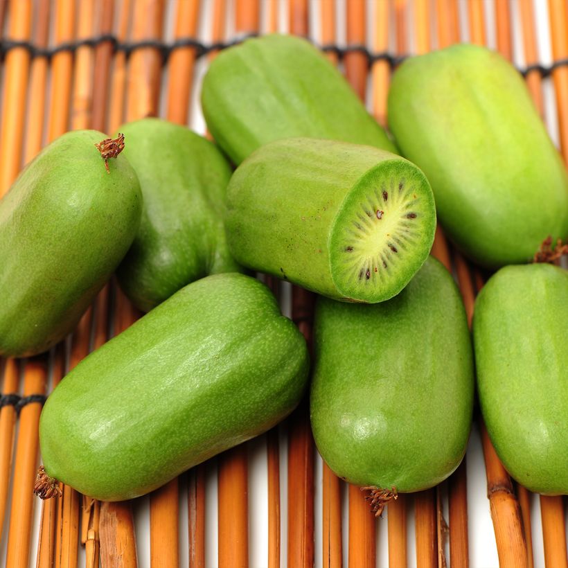 Mini kiwi Super Jumbo (Hembra) - Actinidia arguta (Cosecha)