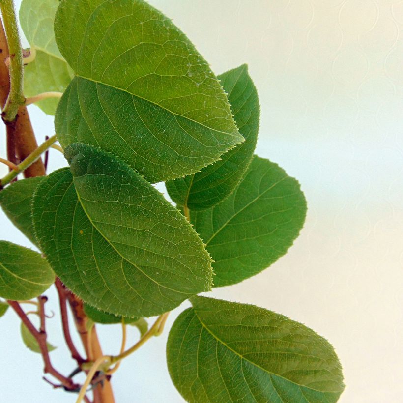 Mini kiwi Vitikiwi - Actinidia arguta (Follaje)