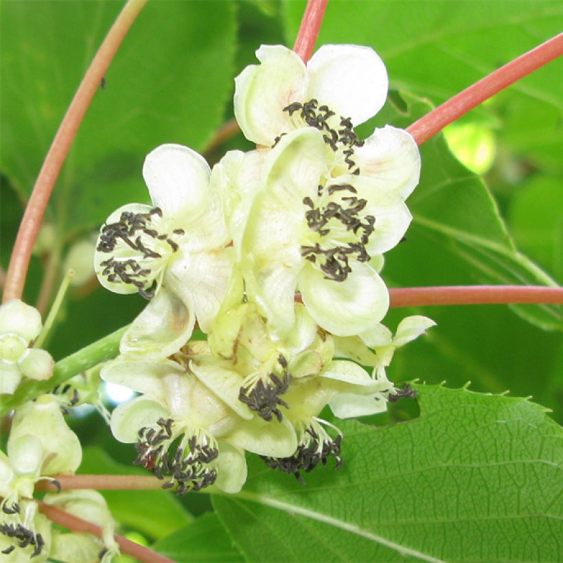 Mini kiwi Weikii - Actinidia arguta (Floración)