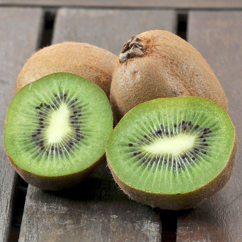 Kiwi Boskoop - Actinidia deliciosa (Cosecha)