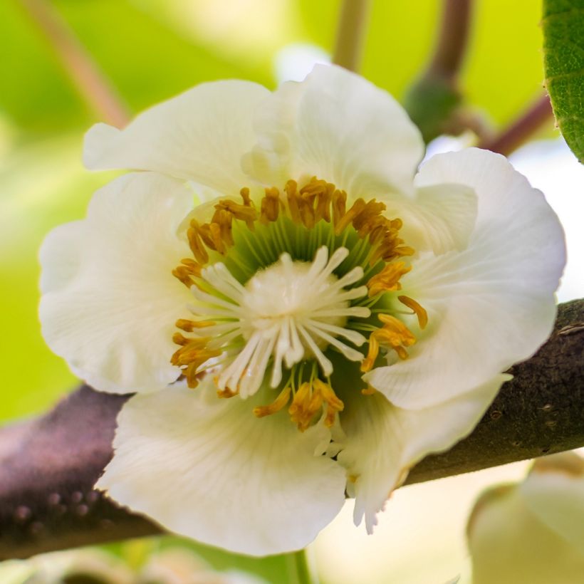 Kiwi Solo - Actinidia chinensis (Floración)