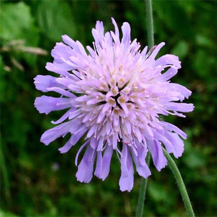 Knautia longifolia (Floración)