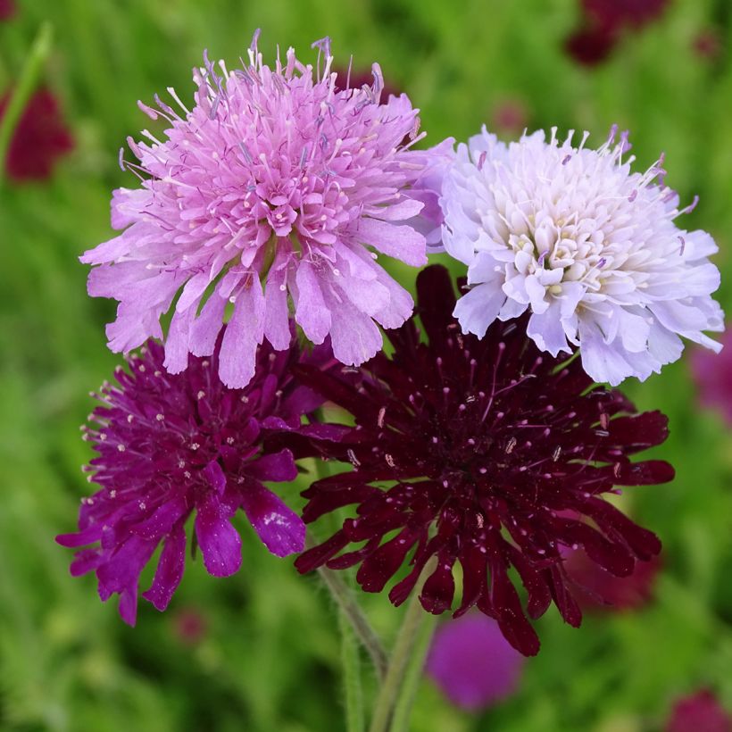 Knautia macedonica Melton Pastels - Escabiosa macedonia (Floración)