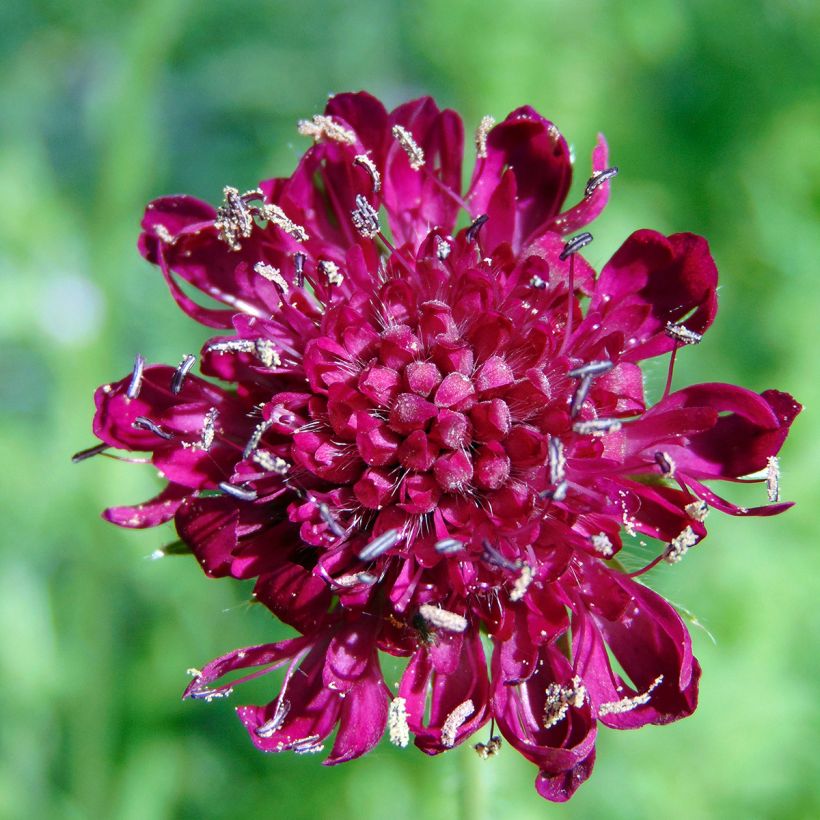 Knautia macedonica - Escabiosa macedonia (Floración)