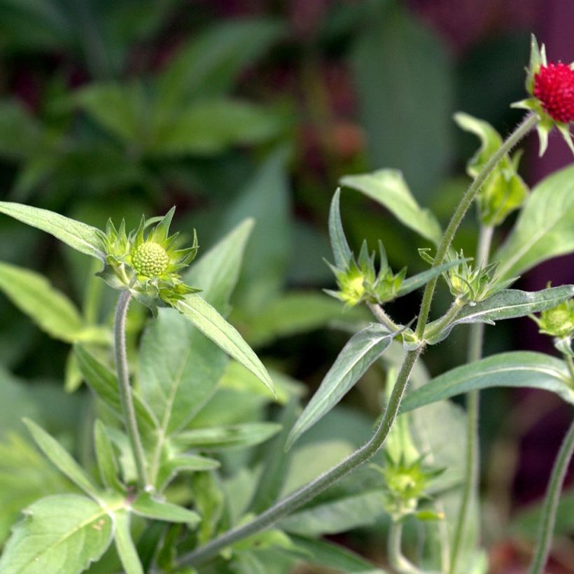 Knautia macedonia Red Knight - Escabiosa macedonia (Follaje)