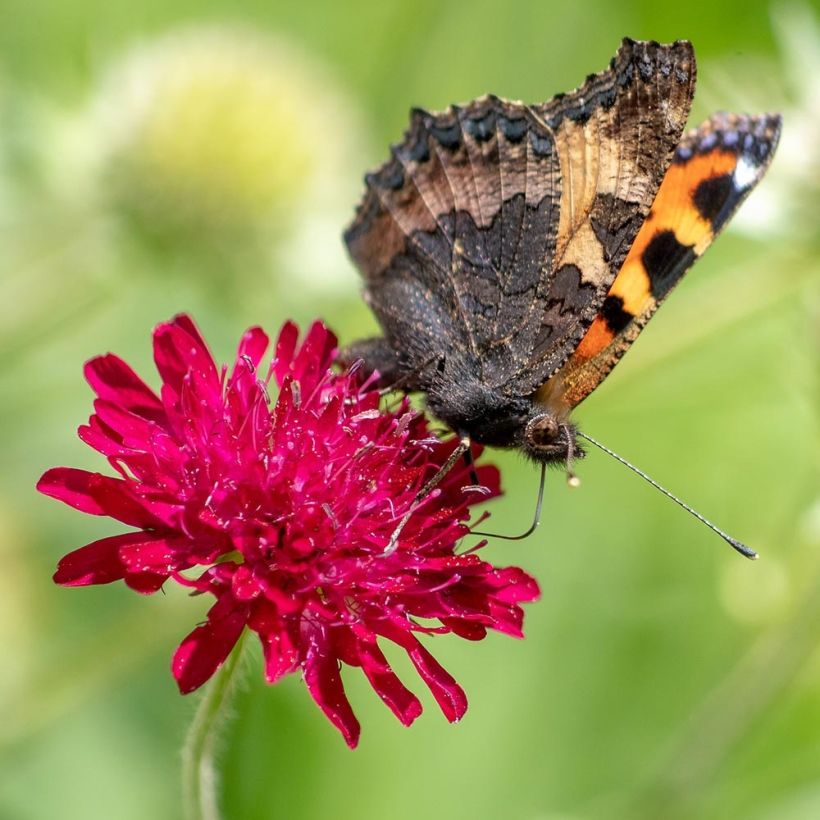 Knautia macedonia Red Knight - Escabiosa macedonia (Floración)