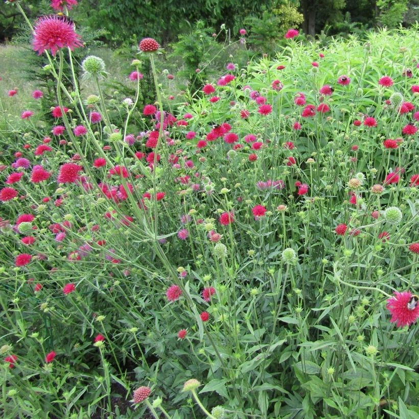 Knautia macedonia Red Knight - Escabiosa macedonia (Porte)