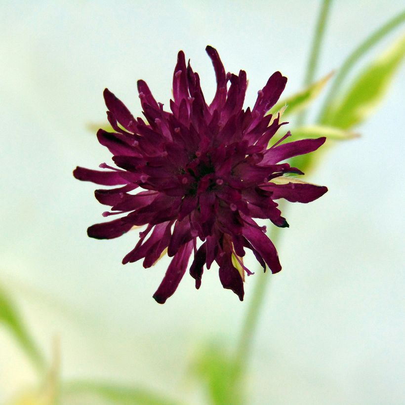 Knautia macedonica Thunder and Lightning - Escabiosa macedonia (Floración)