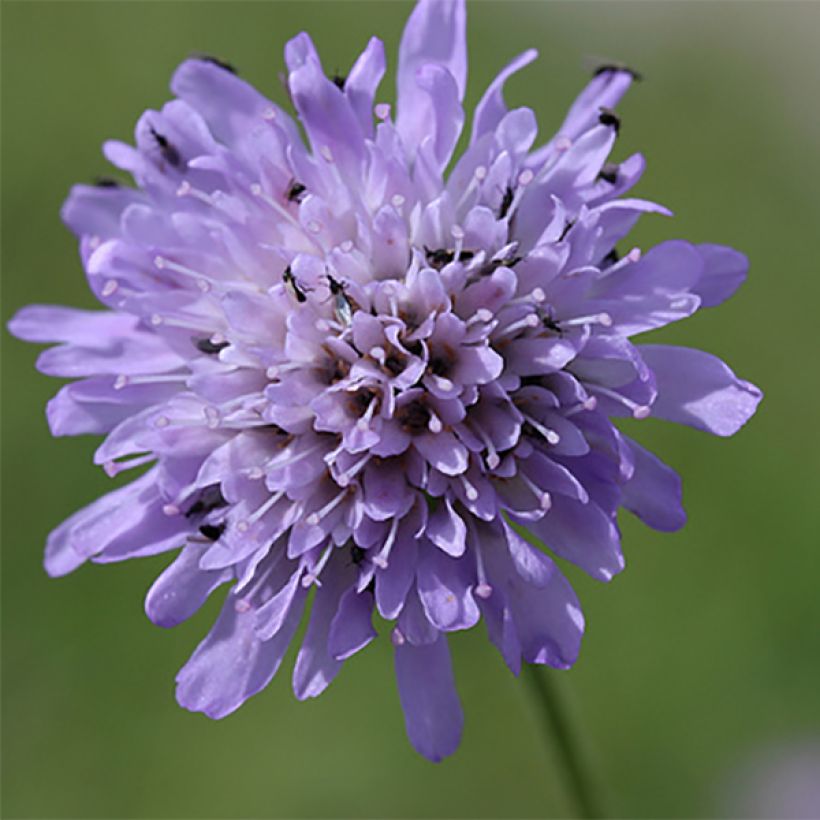 Knautia arvensis - Escabiosa (Floración)