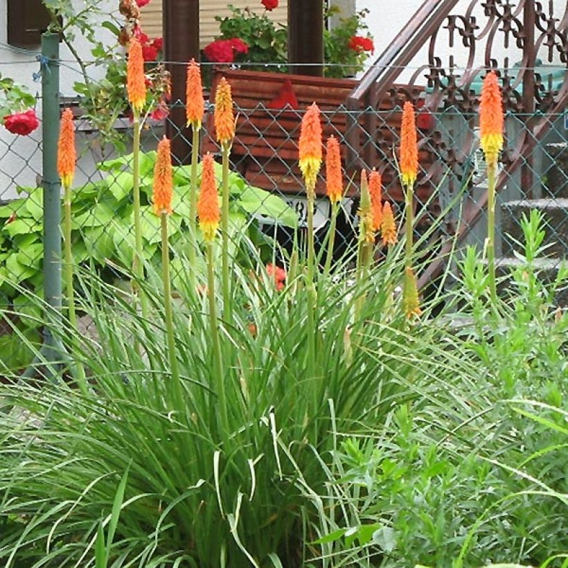 Kniphofia Alcazar (Porte)