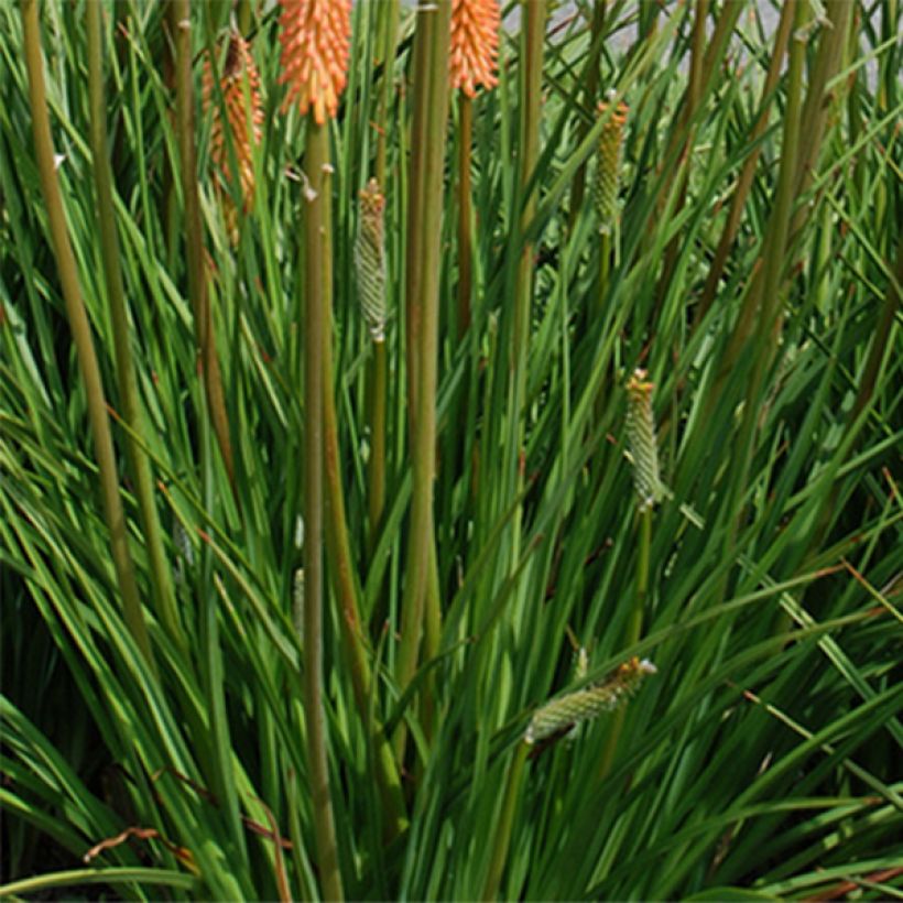 Kniphofia Cobra (Follaje)