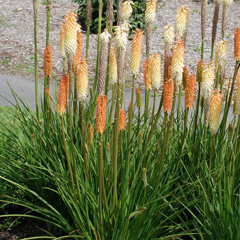 Kniphofia Cobra (Floración)