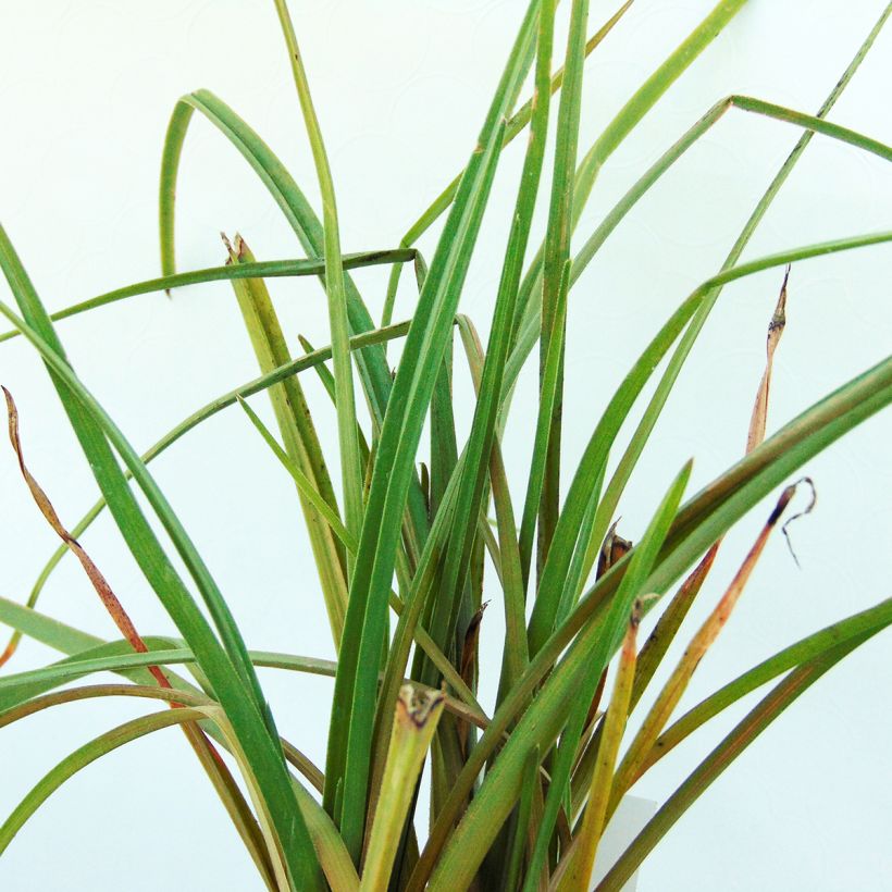 Kniphofia Elvira (Follaje)