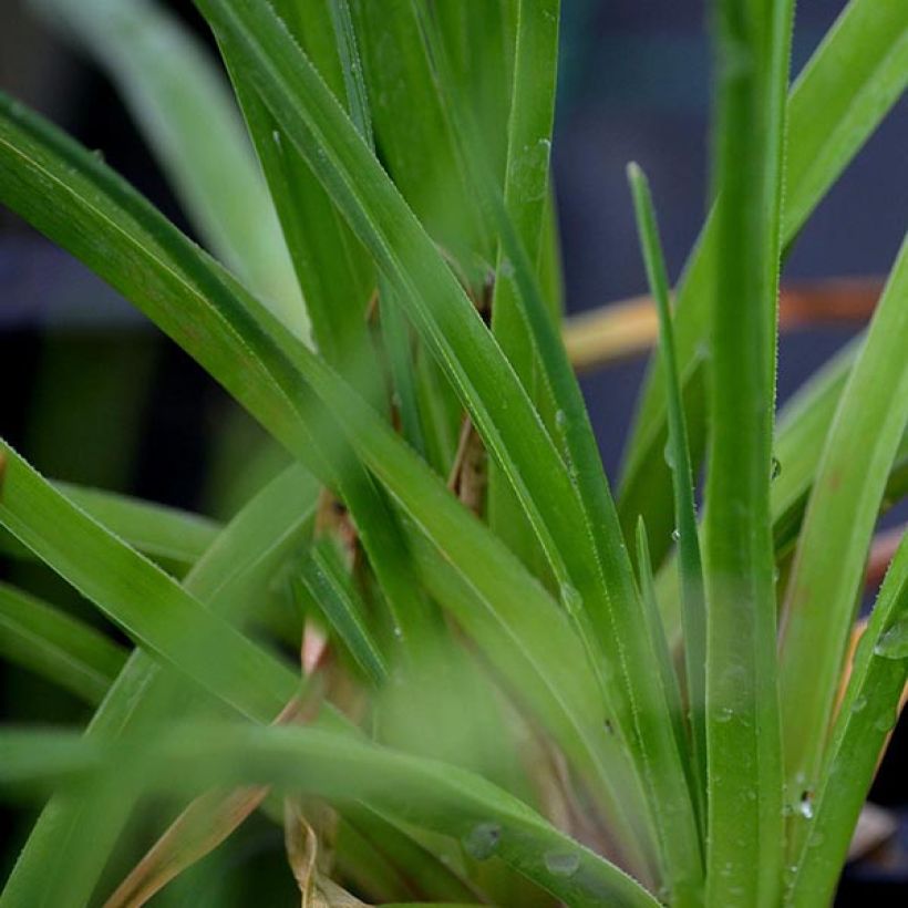 Kniphofia Green Jade (Follaje)