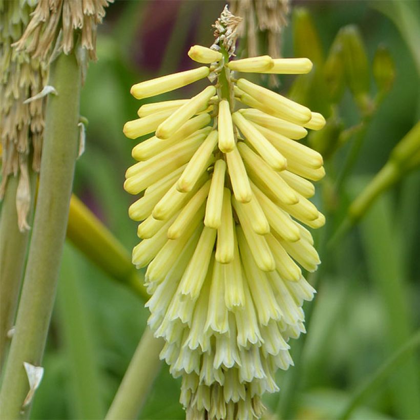 Kniphofia Green Jade (Floración)