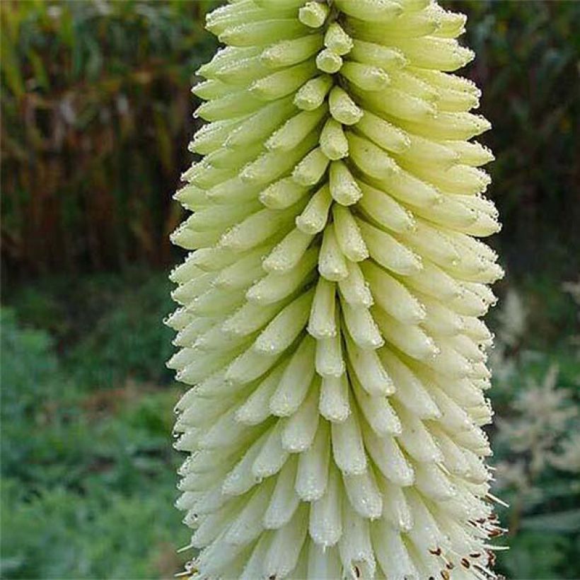 Kniphofia Ice Queen (Floración)