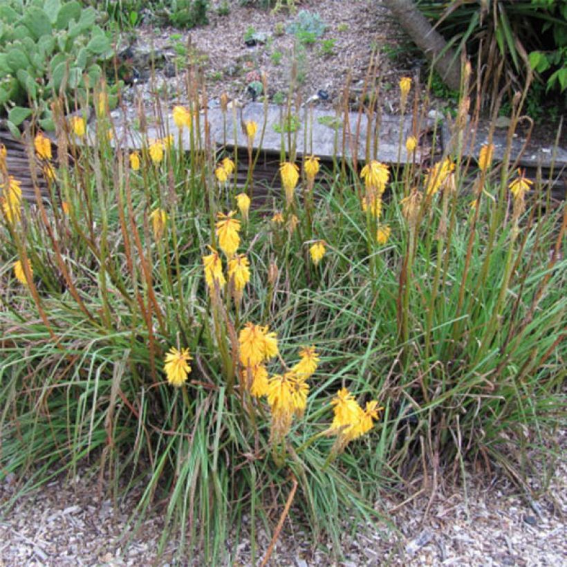 Kniphofia Minister Verschuur (Floración)