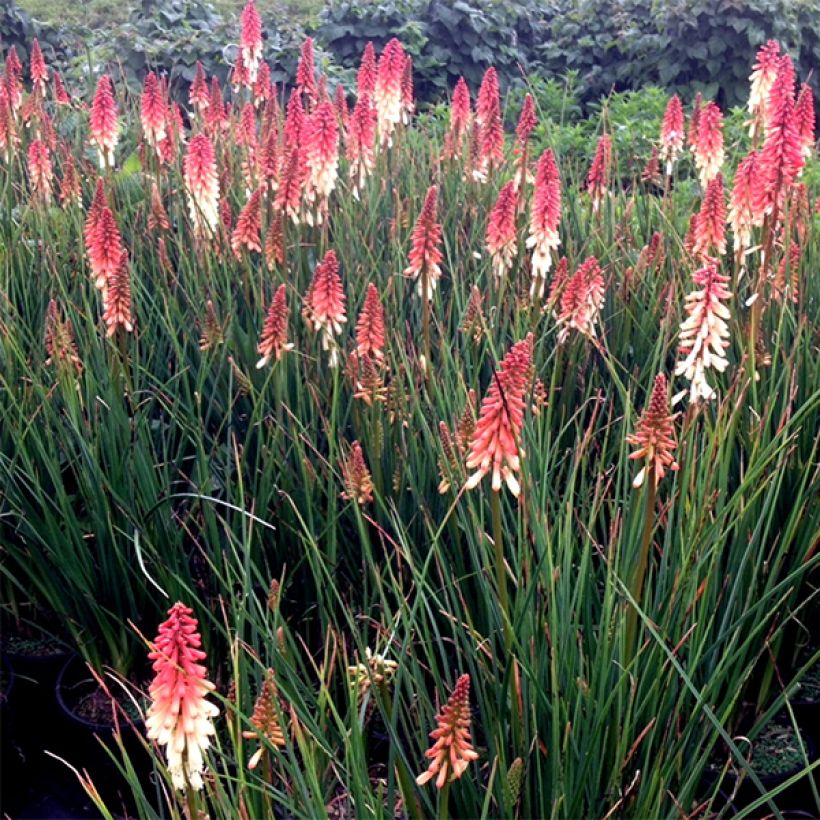 Kniphofia uvaria Orange Vanilla Popsicle (Floración)