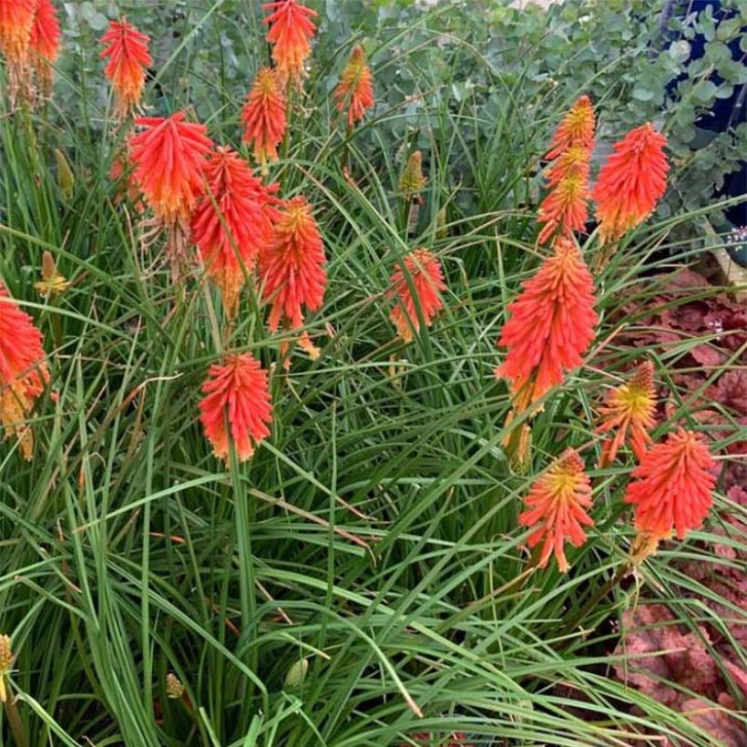 Kniphofia Papaya Popsicle (Porte)