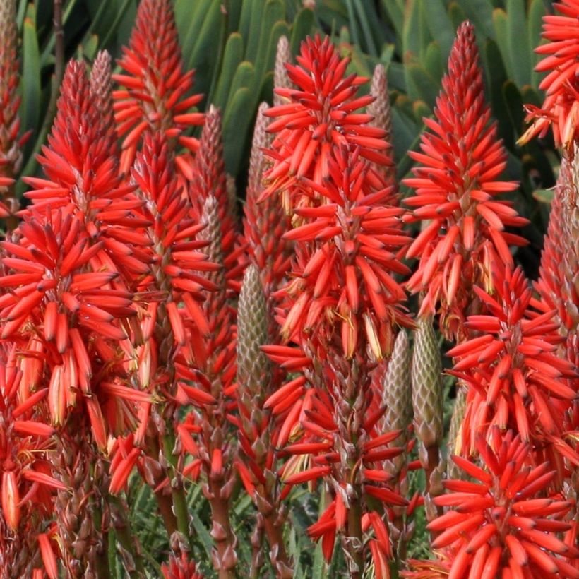 Kniphofia Red Rocket (Floración)